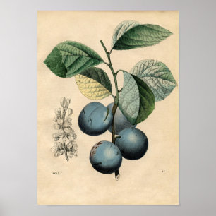 Poster de Vintage Botânica - Plum