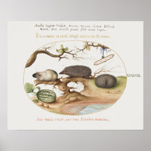 Poster de Vintage Hedgehog