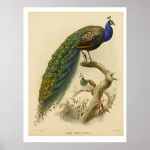 Poster de Vintage Peacock
