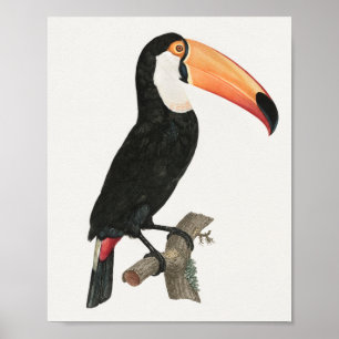 Poster de Vintage Toucan