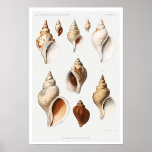 Poster DE VINTAGEM MULLOSCS (DO NORTE SEAS)