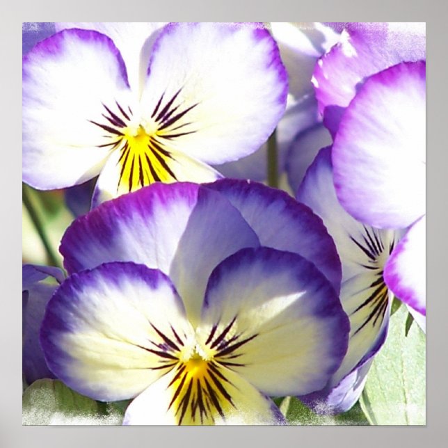 Poster de Violas Brancos e Roxos (Frente)