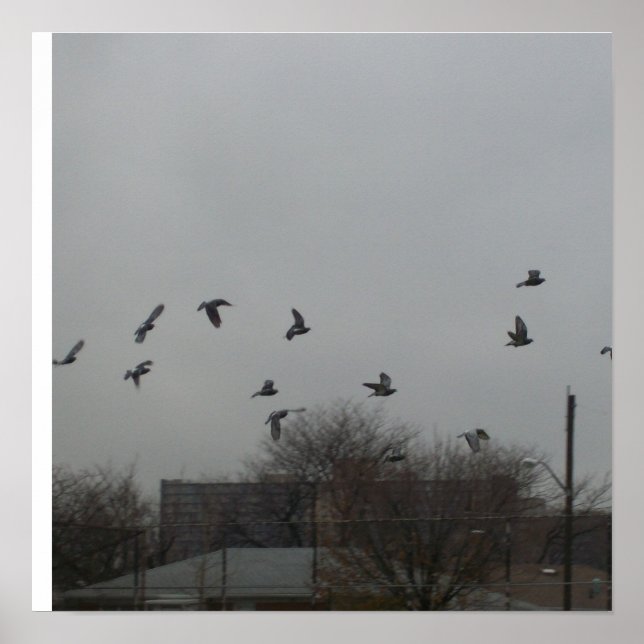 Poster de Voo de Aves (Frente)