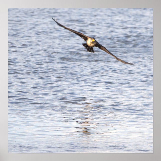 Poster de Voo de Aves (Frente)