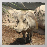 Poster de Warthog