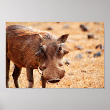 Poster de Warthog