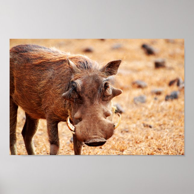 Poster de Warthog (Frente)