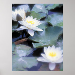 Poster de Waterlilies