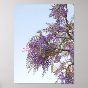 Poster de Wisteria Roxo