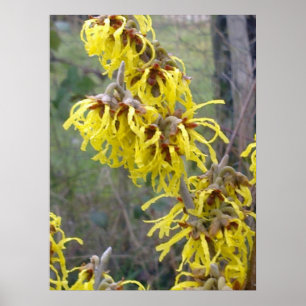 Poster de Witel Hazel Blossom