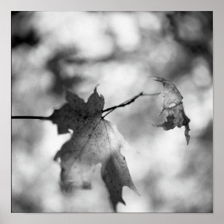 Poster de Wonderland do outono preto e branco