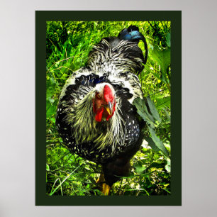 Poster de Wyandotte Rooster Green