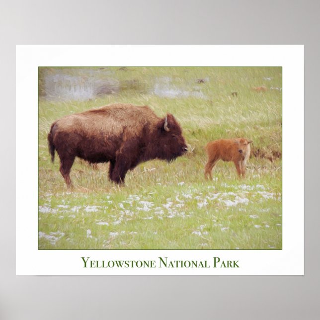 Poster de Yellowstone com Bison e Calf (Frente)