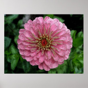 Poster de Zinnia Rosa