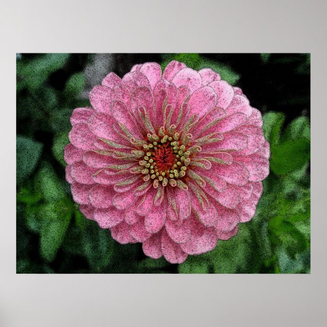 Poster de Zinnia Rosa (Frente)