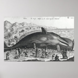 Póster Dead whale