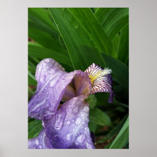 Poster debaixo da chuva