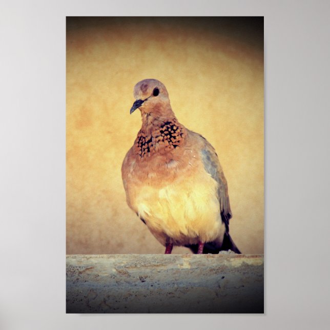 Poster Debonair Dove (Frente)
