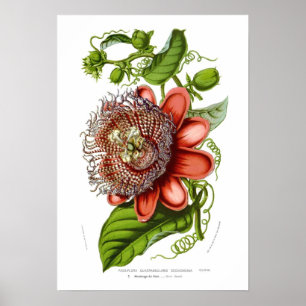 Póster Decaisneana dos quadrangularis do Passiflora
