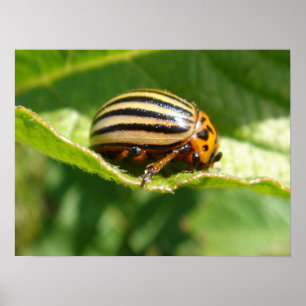 Poster Decemlineata do Leptinotarsa