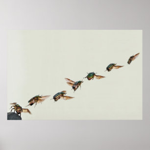 Poster Decolagem do aurata do Cetonia