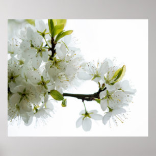 Póster Decor de Flor 89