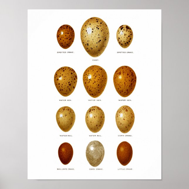 Póster Decor de Primavera de Páscoa n.o 2 para ovos de av (Frente)