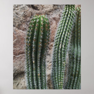 Póster Decoração da parede dos cactos do sudoeste do