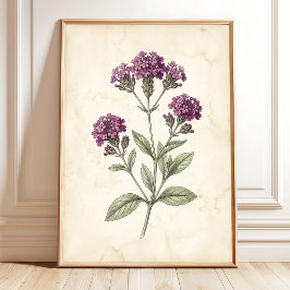 Poster Decoração de Casa de Campo Botânica Verbena Vintag