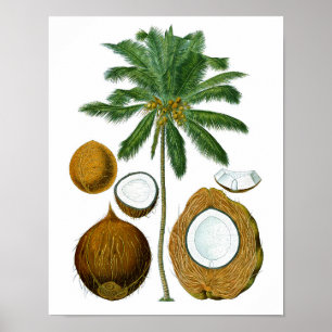 Poster Decoração tropical botânica da arte do impress