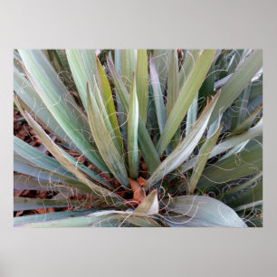 Poster decorações da natureza