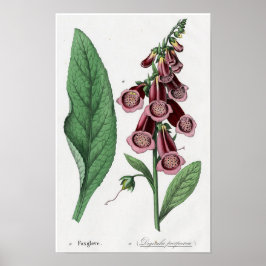 Poster Dedaleira
