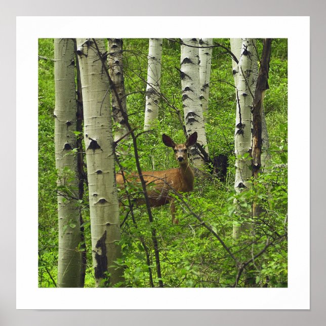 Póster Deer (Frente)