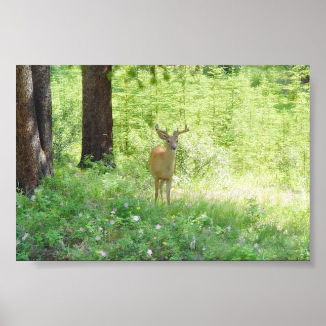 Poster Deer (Frente)