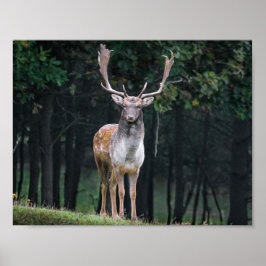 Póster Deer
