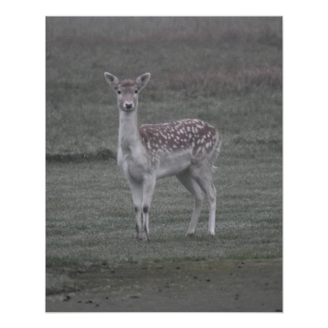 Póster Deer (Frente)