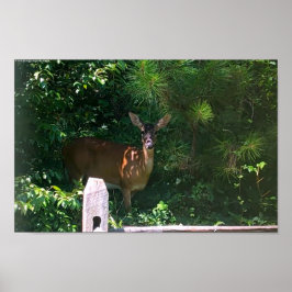 Poster Deer,