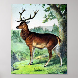Poster Deer e Reindeer