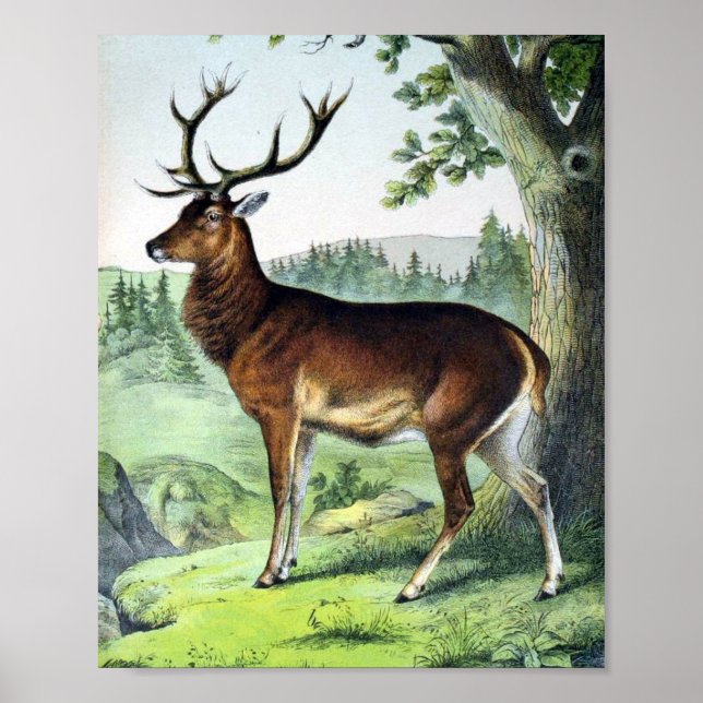 Poster Deer e Reindeer (Frente)