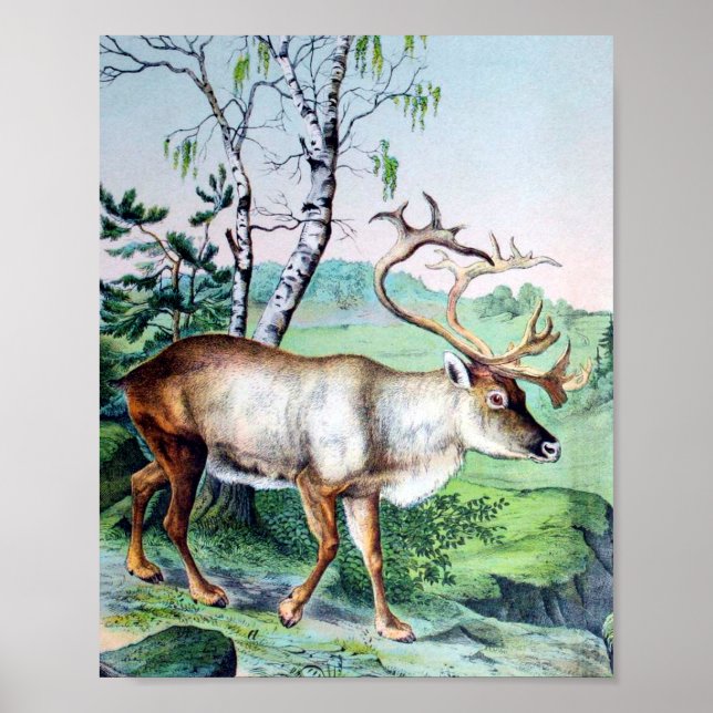 Poster Deer e Reindeer (Frente)
