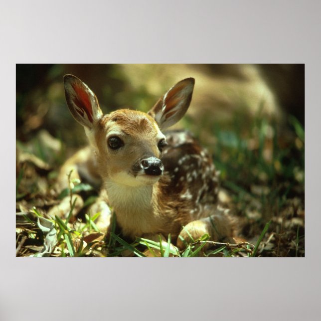 Poster Deer Fawn de cauda branca (Frente)