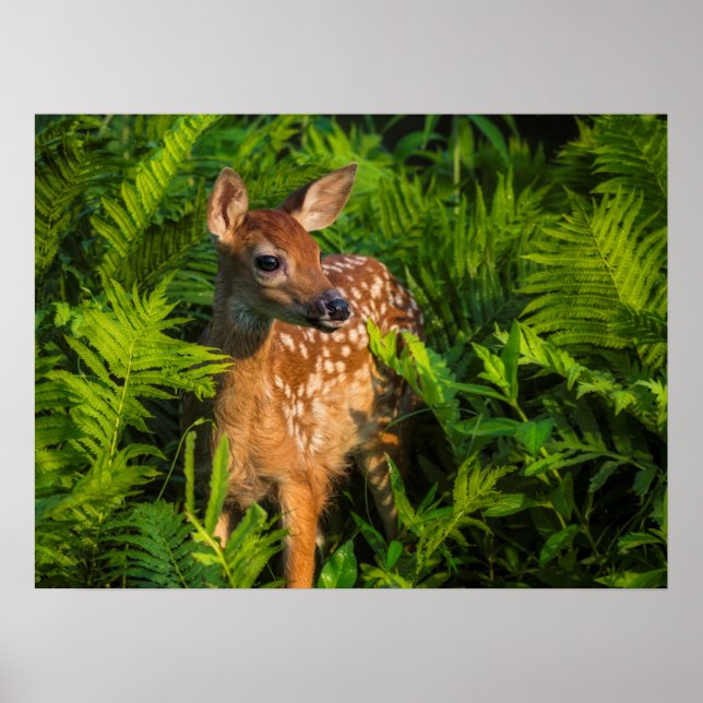 Poster Deer Fawn de cauda branca | Minnesota (Frente)