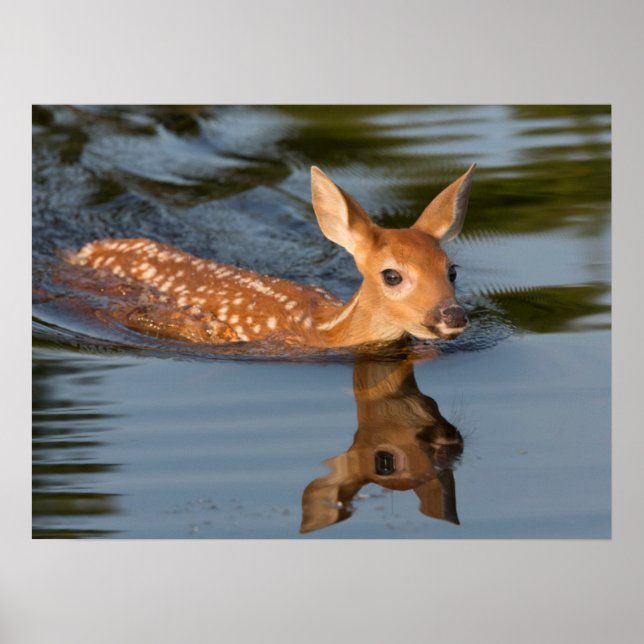 Poster Deer Fawn | Minnesota (Frente)