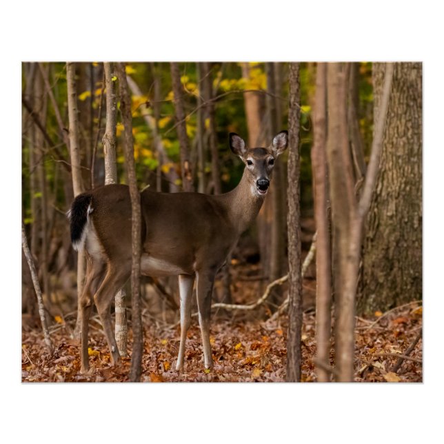 Póster Deer in Woods (Frente)