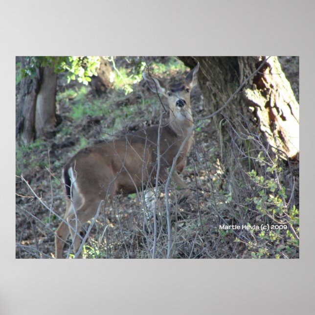 Póster Deer in Woods (Frente)