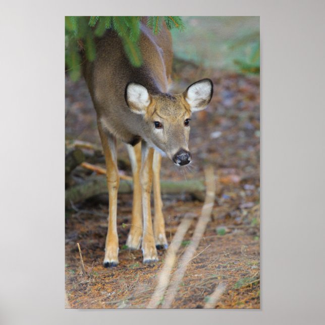 Poster Deer, Ohio (Frente)