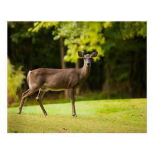Póster Deer on Golf Course