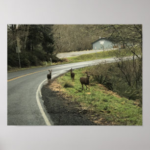 Poster Deer on Road, Cape Desapontamento, WA