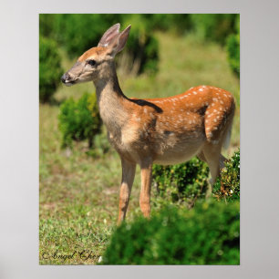 Póster Deer, persegue a Fawn à luz do Sol