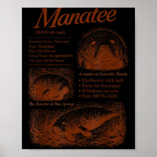 Poster Definição de peixe-boi anos 90 respeite os locais 